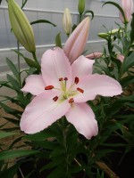 [4225 Rubiano No102.JPG]